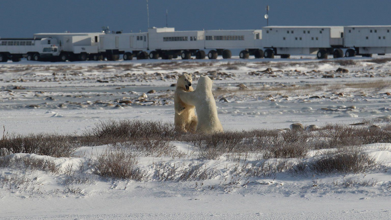 POLAR BEAR WATCHING