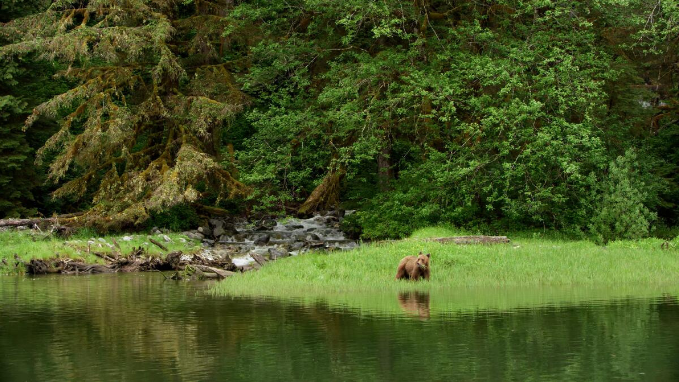 ROCKY MOUNTAINEER JOURNEY THROUGH THE CLOUDS & GREAT BEAR RAINFOREST EXPLORER